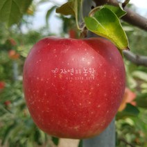 [나무판매] 자연농원 홍로사과 나무 묘목 최소구매 2개, 미야비부사 (늦사과 )특묘