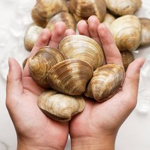 해감완료 활 백생합(중)1kg X 4팩 / 백합 생합 상합, 백생합(중)1kgX4팩, 4개