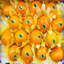 제주 만감류 천혜향 선물용 제주도 택배 제철과일 설 명절선물 세트 당도 높은 과일 3kg 5kg 5키로, 천혜향 선물용(중)3kg