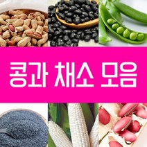 강낭콩 씨앗 호랑이콩 울타리콩 완두콩 작두 적작두콩 아라리 팥 녹두 율무 깨 옥수수 땅콩 서리태 메주 쥐눈이 렌틸 종자 파종 재배 슈퍼 땅콩 씨 종자 키우기 모음, 1.땅콩씨 30g
