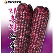 [가람종묘사] 자홍찰옥수수 씨앗(흑자색을 뛴 상품성 높은 찰옥수수 품종)