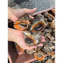 [농사랑][푸른바다]천수만 자연산 참소라 1kg(7미내외)
