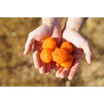씨없는 청도 반시로 만든 아이스 반건시 통통 미니 반건시 10구