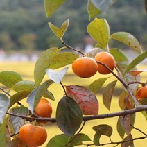 창원 진영 단감 5kg 아삭한 부유단감 대봉감