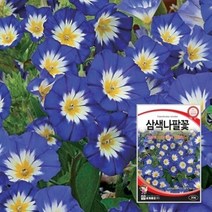 꽃씨 삼색나팔꽃종자 삼색나팔꽃씨 씨앗 20립