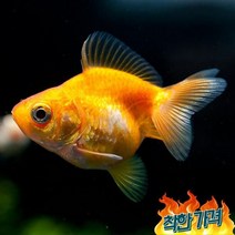 마켓 금붕어 유금 4cm 1마리
