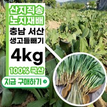 산지농가직송 100% 국산 국내산 생 노지 고들빼기 고들배기 꼬들배기 꼬들빼기 1kg, 4개입