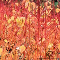 말채나무묘목 미드윈터파이어 c2포트 네덜란드수입