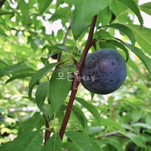 [모든원예조경] 바이오체리 묘목 (결실주) 분묘 자두묘목 과일나무 체리자두 흑자두