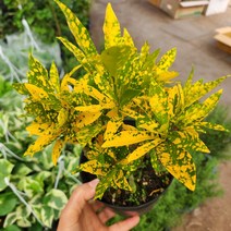 식물사랑꽃농원/크로톤, 1개