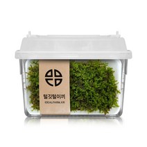 털깃털이끼 관찰세트 자연과학 공기정화, 단품, 선택완료