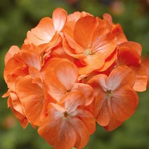 제라늄 희귀씨앗 시리즈 핀토 오렌지 바이칼라 씨앗 10립