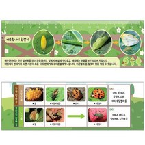 과학열차 배추흰나비 한살이 플라스틱 자 (5개)