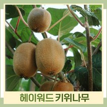 키위나무 묘목 그린키위 헤이워드 접목2년생 뿌리묘 1개
