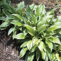 [M9AZ] 무늬비비추 모종 포트 10개 포트 (무늬) 9990001EA, 쿠팡뽀 본상품선택