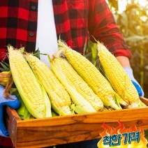 초당옥수수 프리미엄 특품 국산 밀양 제주 해남 옥수수, 14cm이상 5개입, 14cm이상 5개입