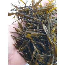 생 톳나물 1kg 생톳나물 생톳
