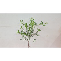올리브외목대 공기정화 관엽식물-중품묘목 높이:40cm/너비:10cm
