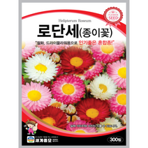 로단세(종이꽃) 씨앗 300립 꽃씨