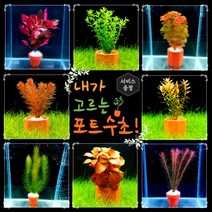 [미초 신상품 리뉴얼] 내가 고르는 포트수초! + 서비스 증정 / 초보자용 어항 수초 / 수초 세트 / 구피 수초, 큰 포트, 09. 자이언트 암브리아