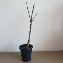 사과나무 기둥사과 화분묘 화분채배송