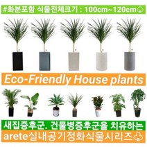 없음 [반값화분] MAIN-대형드라코130(드라세나) 직접배송 축하화분 개업화분 거실화분 카페화분 인테리어화분 아레카야자 극락조 알로카시아 파키라 고무나무, 원통그레이