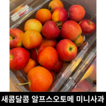[국내산/국산] 알프스오토메 미니사과 3kg 1kg 데코용 케이크용 꼬마사과 한입사과 루비사과 알프스 오토메 루비에스미니사과 미니사과 알프스오토메2kg, 데코용 3kg