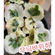 무늬바위취/흰무늬바위취 무늬가 멋지죠