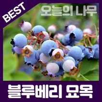 합리적 가격의 우수한 블루베리묘목(레카 M7 블루클랍 스타(남부종) 블루크럽 등), 메도우락(배양묘)
