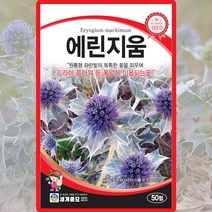 에린지움 씨앗 플라워 씨 꽃 종자 50립, 단품