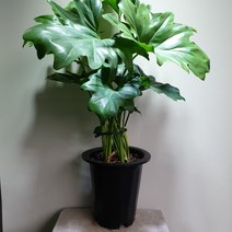 [공룡꽃식물원] 호프셀렘 중대품 249