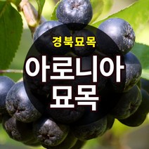 최상품 아로니아 2년생 판매중(블랙초크베리)