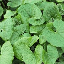 국산 고령 생 곰취 나물 1kg 2kg (택1) 봄나물 당일수확 당일배송, 곰취 2kg