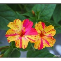 꽃씨앗 분꽃 (1g)- 일년초 종자씨앗 야생화 씨앗모음