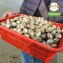 서해 고창에서 바로 보내드리는 동죽(물총조개) 2kg, 단품