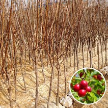 자두나무 4년생 결실주 분묘, 산타로사자두 4년생