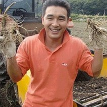 (햇삼/750g)다림용난발삼 세척인삼 쭉뻗은 원수삼 영업용삼계.가정용실속파삼특가/선물용행사/금산부부인삼.못난이난발삼추천, 1개, (13)750G 영업용잔삼계60뿌리이상