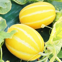 아삭아삭 달달한 성주 참외 흠집 못난이 가정용 참외 4kg, 가정용 성주참외 중4kg, 1개