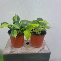 무배특가 2개발송 필로덴드론 옥시카르디움브라질 소품 10~20cm 99, 1개