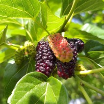 뽕나무오디 냉동오디 오디열매 토종오디 5kg, 1개