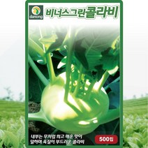 비너스 그린 콜라비 씨앗 콜라비 씨 종자 500립, 1개