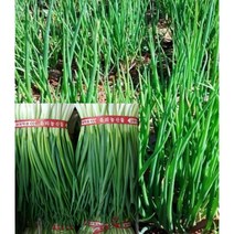 알뜰농장 국내산 신선한 최상품 깐쪽파 김치용 1단 (0.8~1kg 사이), 1개, 깐쪽파 1kg 내외(1단)