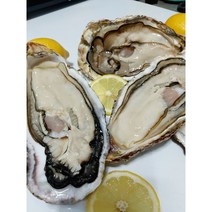 산지직송 제철 통영 석화 삼배체 개체굴 벚굴 바위굴 하프쉘, 삼배체굴 하프쉘3kg, 1개