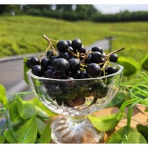 아로니아생과 아로니아생과5kg 생 아로니아 햇아로니아생과 아로니아10kg, 5kg, 1