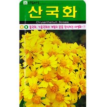 산국화씨앗 1만립 들국화 여러해살이 꽃씨 지피식물, 단품