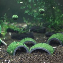 풍선모스볼키우기 세트 새우놀이터 새우은신처, 오작교 모스볼 활착 + 풍선모스볼2개