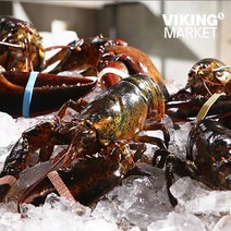[바이킹마켓] 캐나다 직수입 살아있는 활 랍스터 (사이즈 7종 택1), 700g(650-750g), 1개