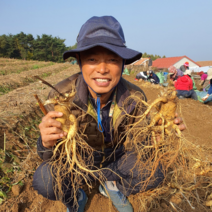 행복한인삼 금산 인삼 세척 수삼 난발삼 삼계탕, 세척안함, 중삼계(35뿌리내외)1kg