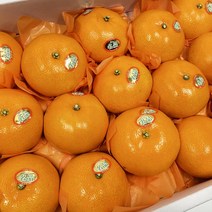 명품 국내산 천혜향 선물세트 선물용 3kg, 02_제주 천혜향 3kg(11-15과)