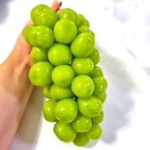 고당도 샤인머스켓 수출용 선물세트, 특품 4kg내외(5수)